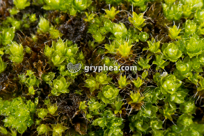 Mousses - gryphea.org